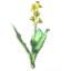 Seed Kale icon