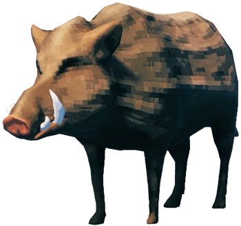 Boar