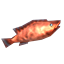 Coral Cod