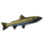 Pike