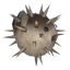 Pufferfish