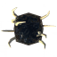 Growth icon
