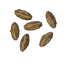Carrot seeds