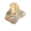 Chitin icon