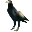 Crow icon