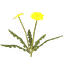 Dandelion icon