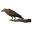 Raven Adornment icon