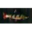 Perch icon