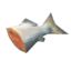 Raw fish