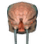 Gjall icon