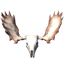 Headdress of the Caller icon
