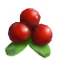 Lingonberries icon