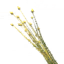 Flax seedling icon