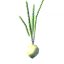 Onion seedling icon