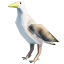Gull icon