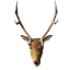 Deer trophy